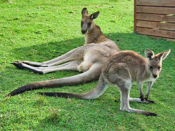 Tier aus Australien: Kängurus