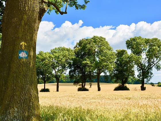 Felder am Jakobsweg bei Santiago de Compostela