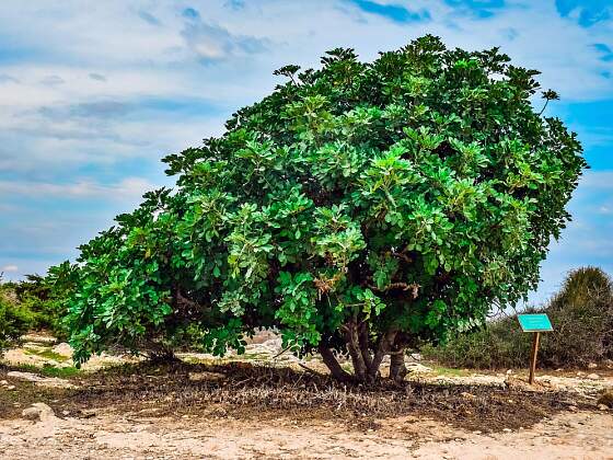 Johannisbrotbaum in Nordzypern