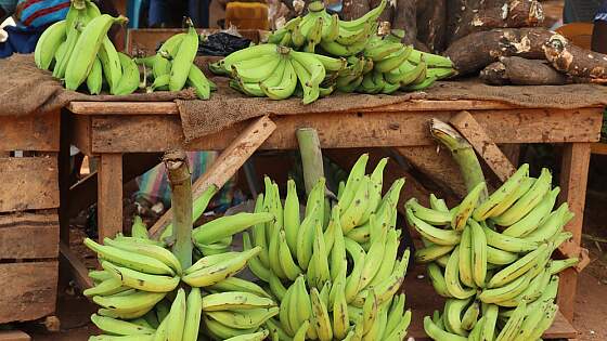 Kochbananen aus Tansania