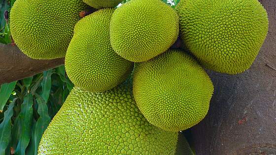 Jackfruit (Jackfrucht) aus Sri Lanka
