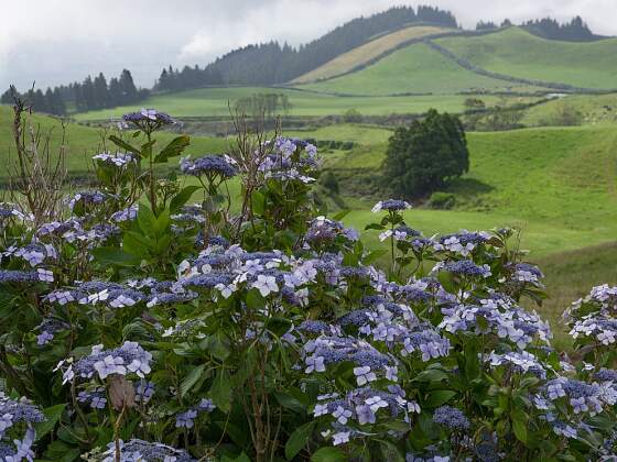 Weidelandschaft auf Sao Miguel, Azoren