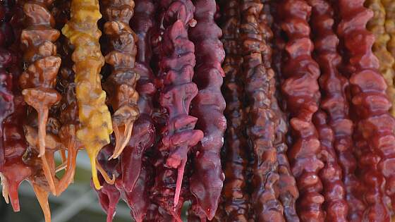 Churchkhela - umhüllte Wal- oder Haselnüsse