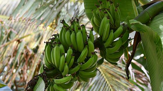 Bananen aus Costa Rica