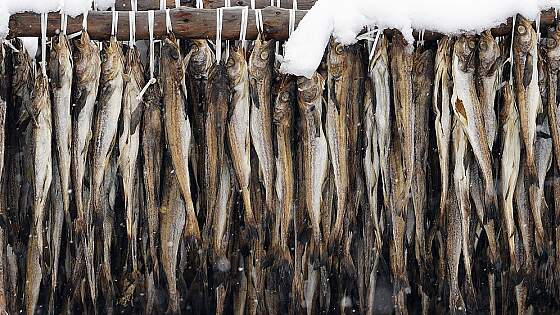 Tørrfisk - Stockfisch aus den Lofoten