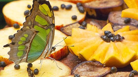 tropisches Obst & Schmetterling (Malachitfalter) aus dem Amazonas