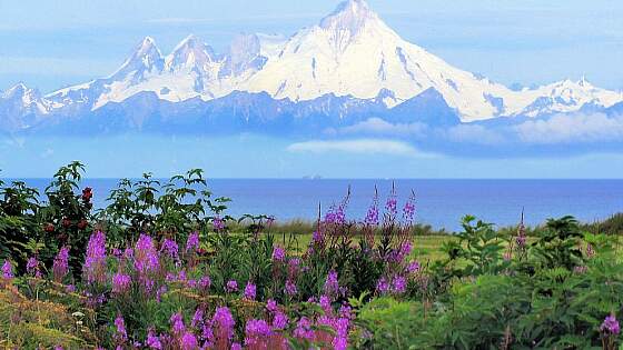 Alaska: Weidenröschen für Süßspeisen und Desserts