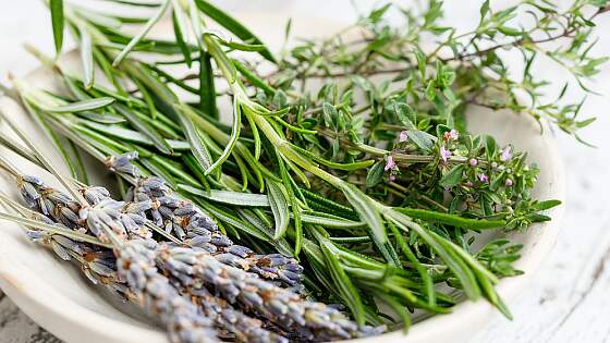 Kräuter der Provence