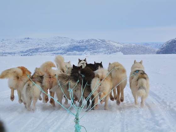 Schlittenhunde in Grönland