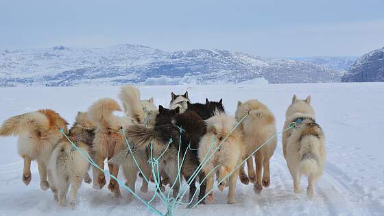 Schlittenhunde in Grönland