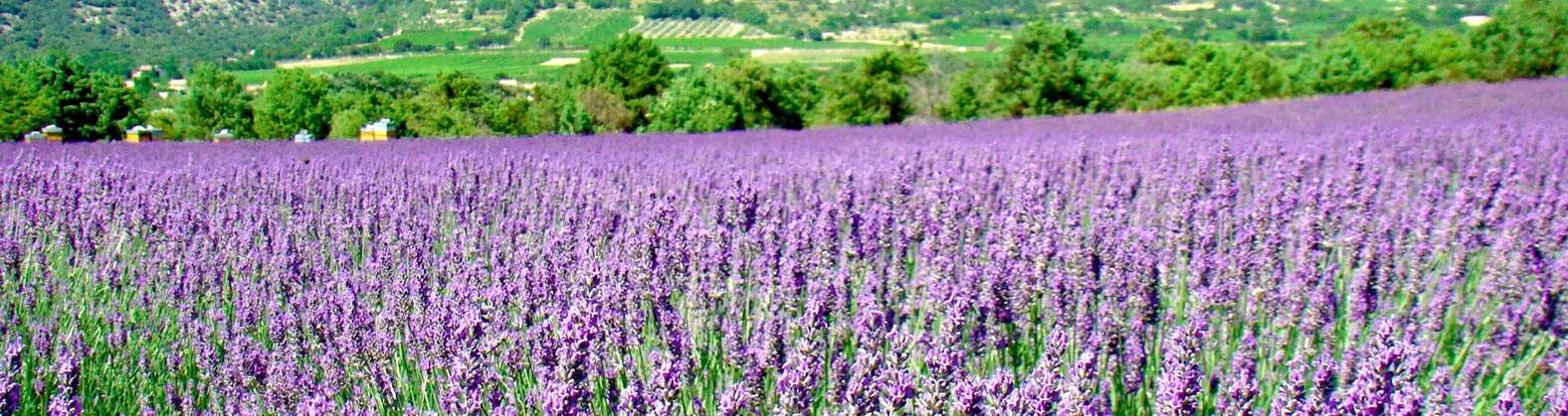 Lavendelfeld in der Provonce