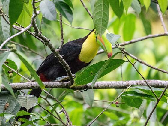 Tukan in Costa Rica
