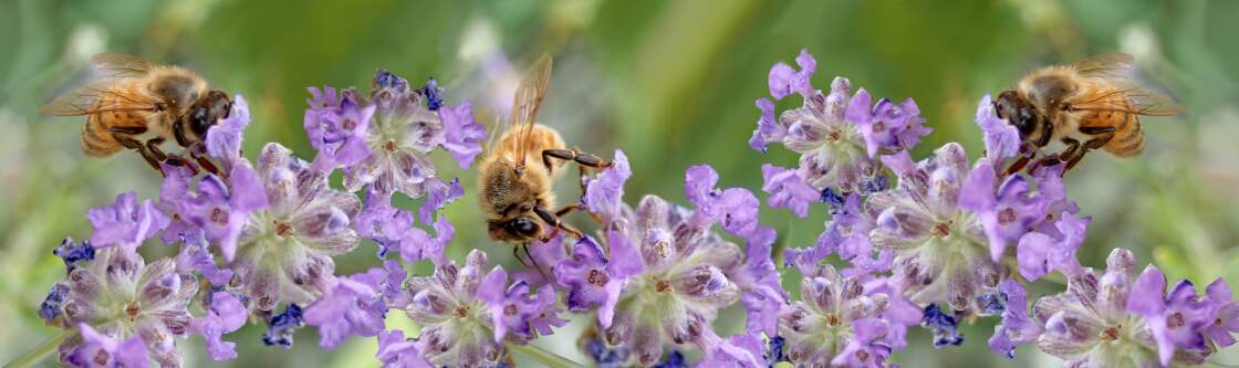 Bienen im Lavendel