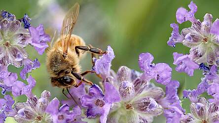 Bienen im Lavendel &copy; Buntysmum, pixabay