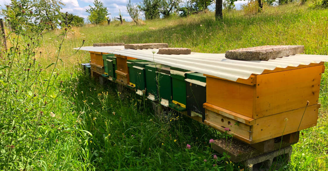 BienenHof: einige unserer Bienenvölker auf der Obstwiese