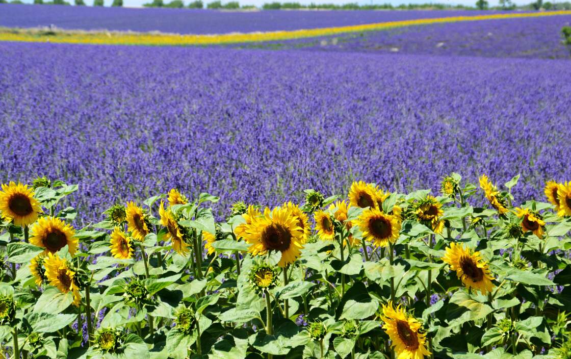 Lavendelfeld mit Sonnenblumen in der Provence