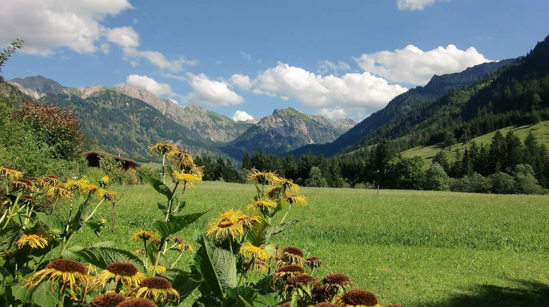 Alpwiese im Allgäu - in den Allgäuer Alpen