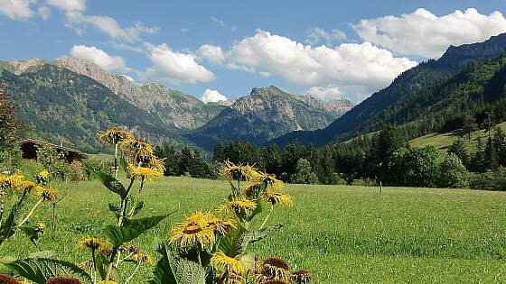 Alpwiese im Allgäu - in den Allgäuer Alpen &copy; elfihess89, puxabay