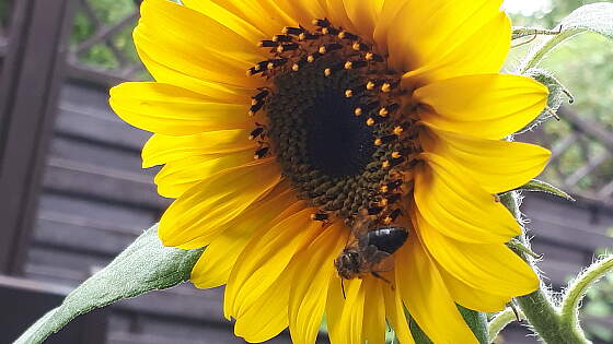 Sonnenblume mit Biene - ein wunderschöner Sommer