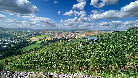 herrlicher Ausblick von den Weinbergen &copy; Lion Tours GmbH