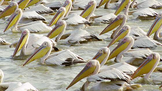 Lac Retba, Senegal: Pelikane