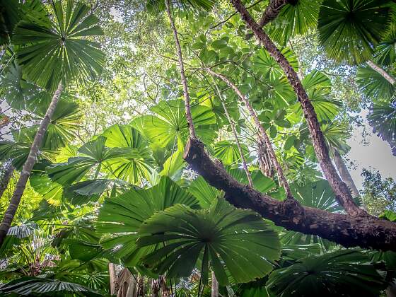 Cairns, Australien: Daintree Rainforest