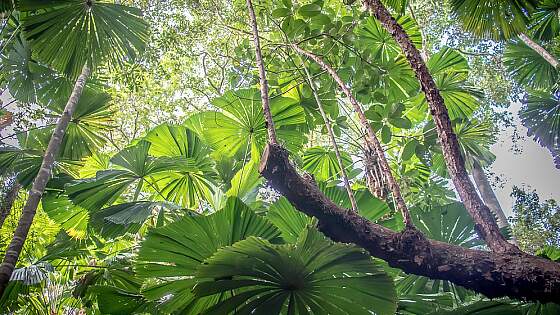 Cairns, Australien: Daintree Rainforest