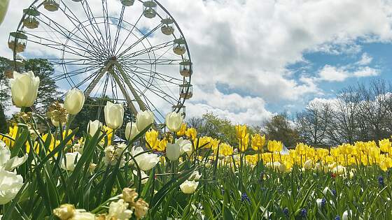 Canberra, Australien: Floriade