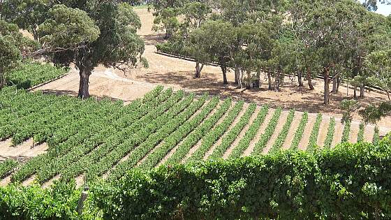 Adelaide Hills, Australien: Weinanbau
