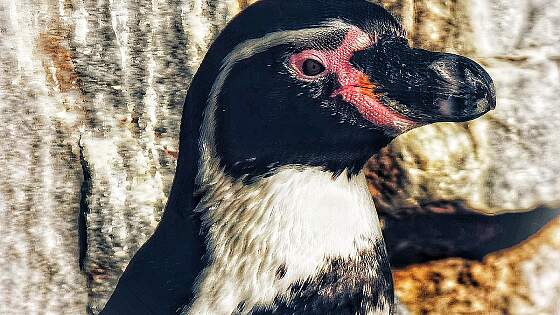 Phillip Island, Australien: Zwergpinguin