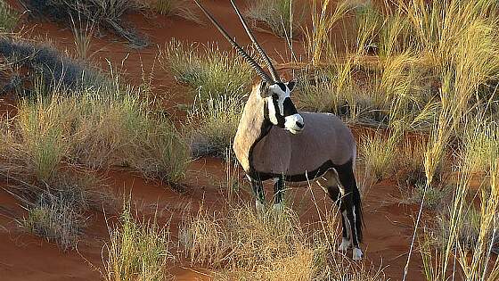 Emirate: Sharjah Wüstenpark - Oryx Antilope