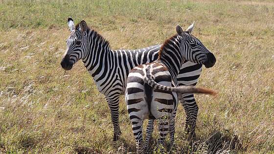 Kenia: Zebras im Nairobi Nationalpark