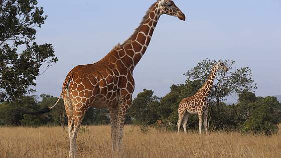 Giraffen im Samburu National Reserve