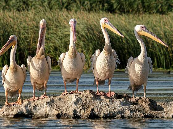 Rumänien: Pelikane am Donaudelta