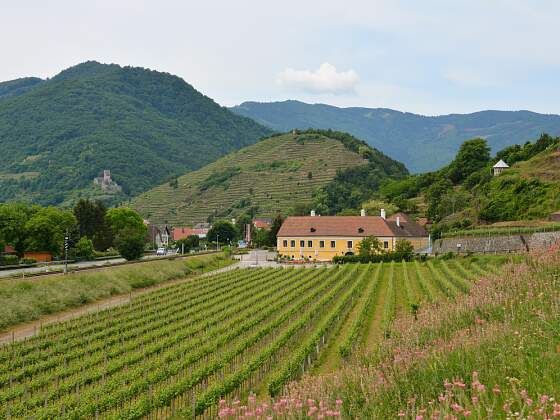 Weinberg: Weine der Wachau