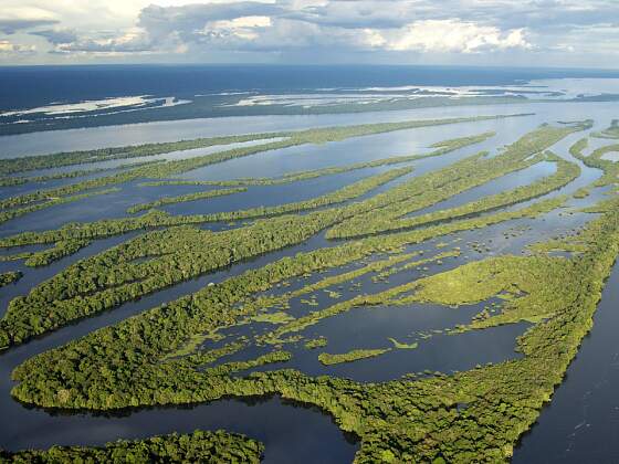 Amazonas, Brasilien: Anavilhanas 