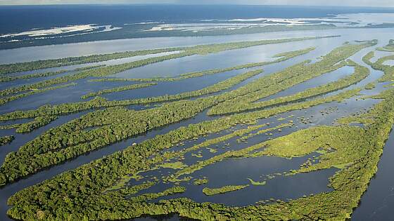 Amazonas, Brasilien: Anavilhanas 