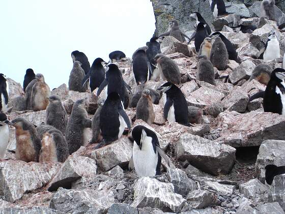 Palmer Archipel, Antarktis: Pinguine