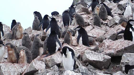 Palmer Archipel, Antarktis: Pinguine