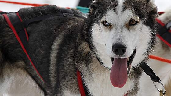 Husky Schlittenhund bei Sisimiut auf Grönland