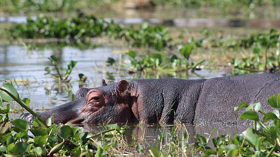 Kenia: Nilpferd im Haller Park