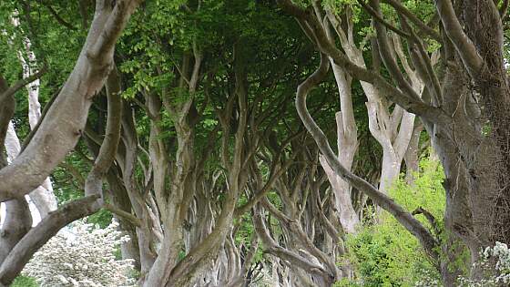 Nordirland: The Dark Hedges