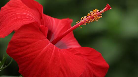 Honduras: Hibiskus - Arboretum in Roatan
