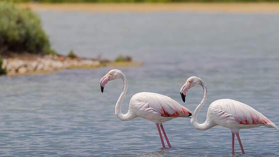 Mexiko, Celestun: Flamingokolonie