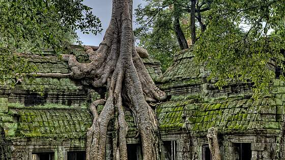 Siem Reap: Ta Prohm