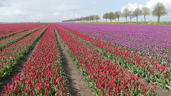 Niederlande: Tulpenfeld im Flevoland