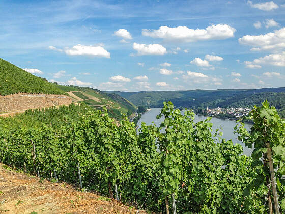 Bopparder Hamm am Rhein