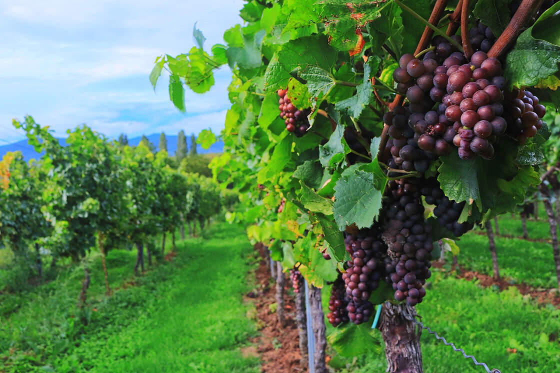Weinberg mit dunklen Trauben