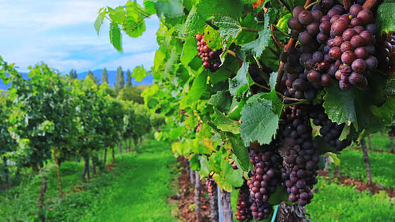 Weinberg mit dunklen Trauben &copy; koreafreund pixabay