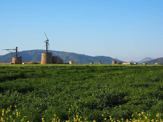 Windmühle auf Mallorca